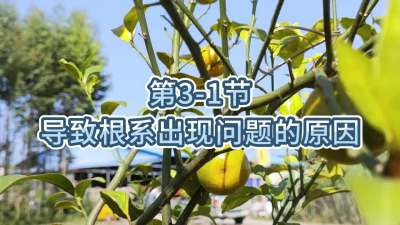 第3-1节-导致根系出现问题的原因