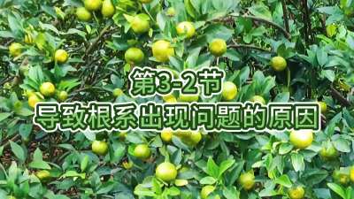第3-2节-导致根系出现问题的原因