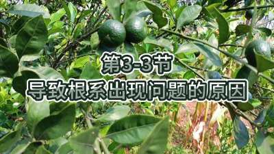 第3-3节-导致根系出现问题的原因