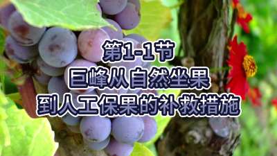 第1-1节-巨峰从自然坐果到人工保果的补救措施