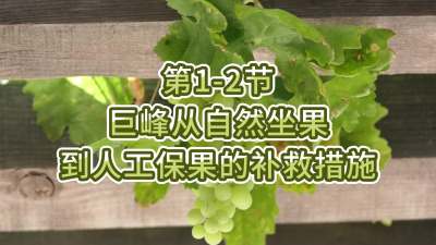第1-2节-巨峰从自然坐果到人工保果的补救措施