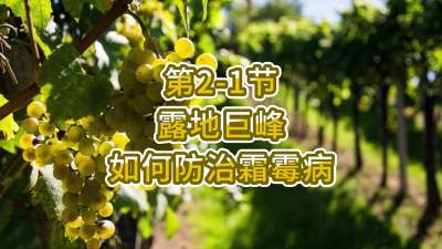 第2-1节-露地巨峰如何防治霜霉病