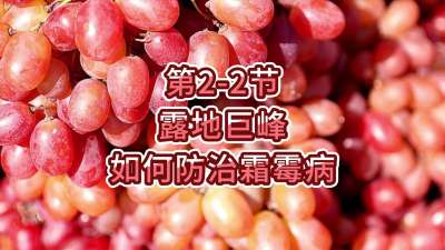 第2-2节-露地巨峰如何防治霜霉病