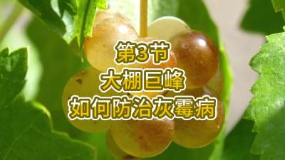 第3节-大棚巨峰如何防治灰霉病