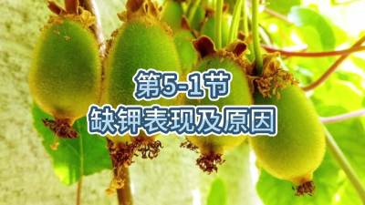 第5-1节-缺钾表现及原因
