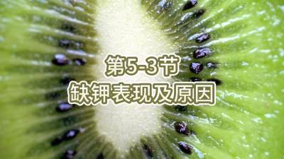 第5-3节-缺钾表现及原因