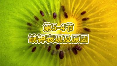 第5-4节-缺钾表现及原因