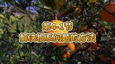 第4-1节-解决根系问题的方法
