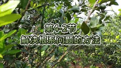 第4-2节-解决根系问题的方法
