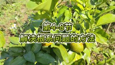 第4-8节-解决根系问题的方法