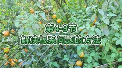 第4-9节-解决根系问题的方法