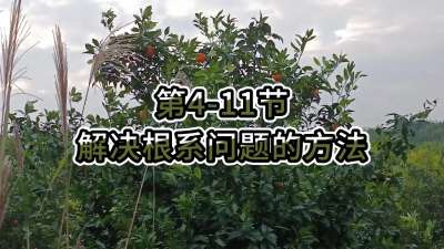 第4-11节-解决根系问题的方法