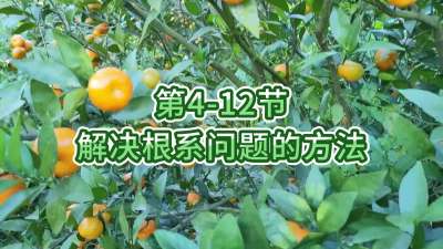 第4-12节-解决根系问题的方法