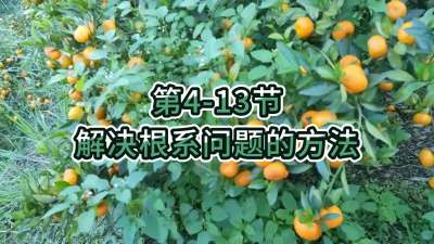 第4-13节-解决根系问题的方法