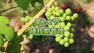 第2-2节-硬核期管理