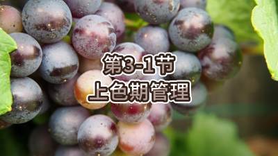 第3-1节-上色期管理