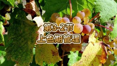 第3-2节-上色期管理