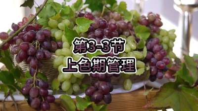 第3-3节-上色期管理