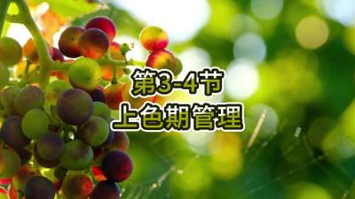 第3-4节-上色期管理
