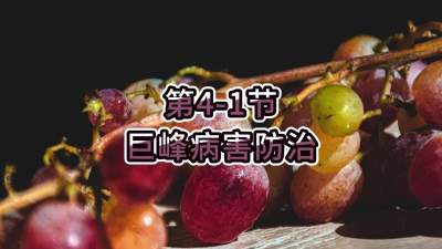 第4-1节-巨峰病害防治