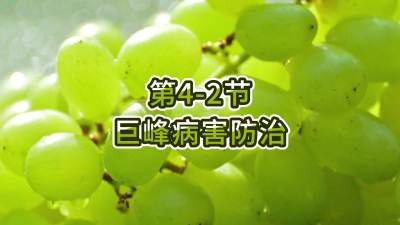 第4-2节-巨峰病害防治