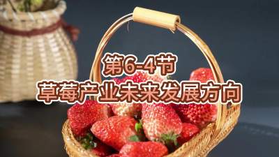 第6-4节-草莓产业未来发展方向