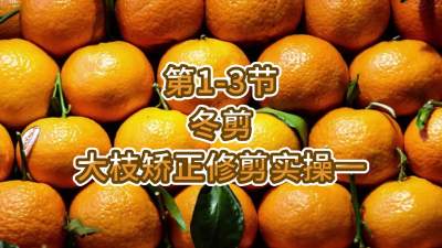 第1-3节-冬剪-大枝矫正修剪实操一