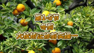第1-5节-冬剪-大枝矫正修剪实操一