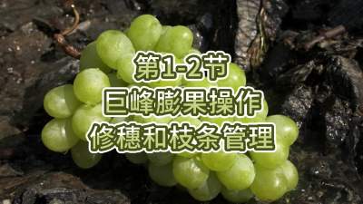 第1-2节-巨峰膨果操作-修穗和枝条管理