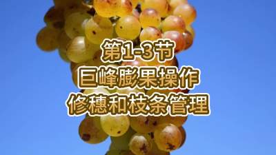 第1-3节-巨峰膨果操作-修穗和枝条管理