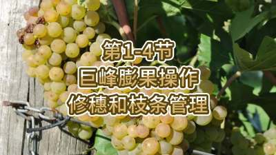 第1-4节-巨峰膨果操作-修穗和枝条管理