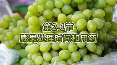 第2-1节-膨果处理时间和用药