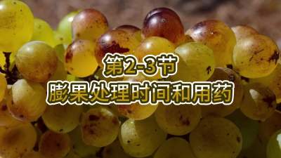 第2-3节-膨果处理时间和用药