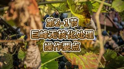 第2-1节-巨峰无核化处理操作要点