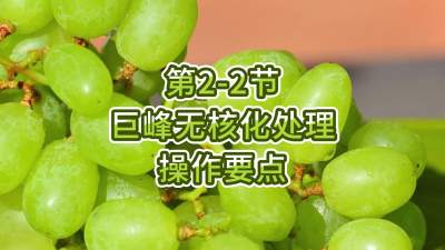 第2-2节-巨峰无核化处理操作要点