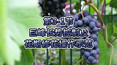 第3-1节-巨峰长势控制及花期修花操作示范