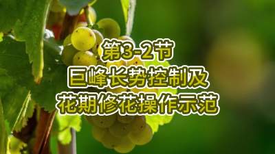 第3-2节-巨峰长势控制及花期修花操作示范