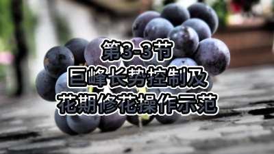 第3-3节-巨峰长势控制及花期修花操作示范