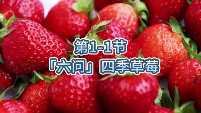 第1-1节-「六问」四季草莓