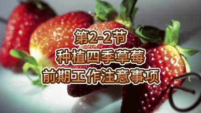 第2-2节-种植四季草莓前期工作注意事项