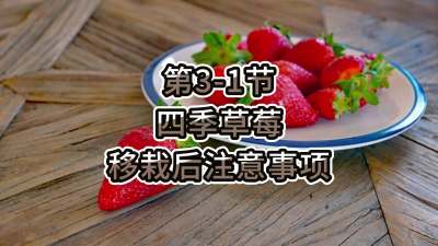 第3-1节-四季草莓移栽后注意事项