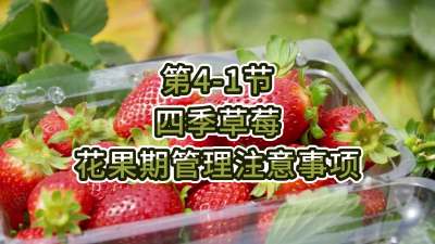 第4-1节-四季草莓花果期管理注意事项