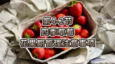 第4-2节-四季草莓花果期管理注意事项