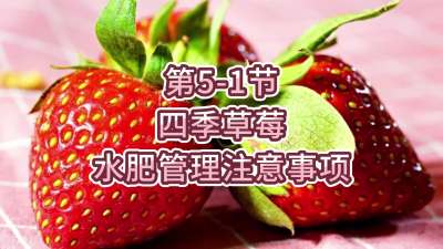 第5-1节-四季草莓水肥管理注意事项