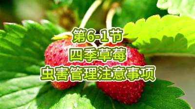 第6-1节-四季草莓病虫害管理注意事项