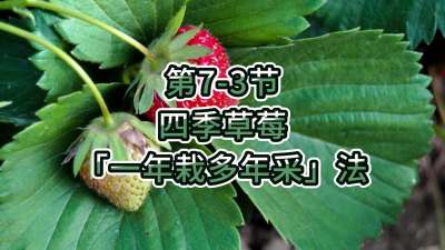 第7-3节-四季草莓「一年栽多年采」法