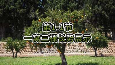 第1-1节-一窝三棵长势展示