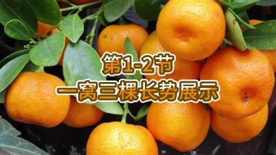 第1-2节-一窝三棵长势展示