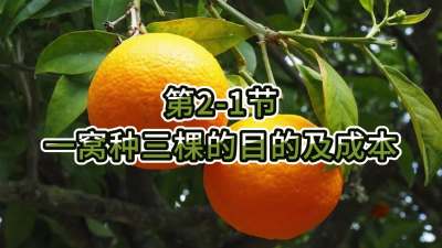 第2-1节-一窝种三棵的目的及成本