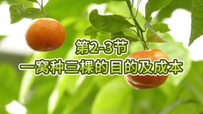第2-3节-一窝种三棵的目的及成本